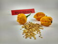 Trinidad Scorpion Yellow-Samen